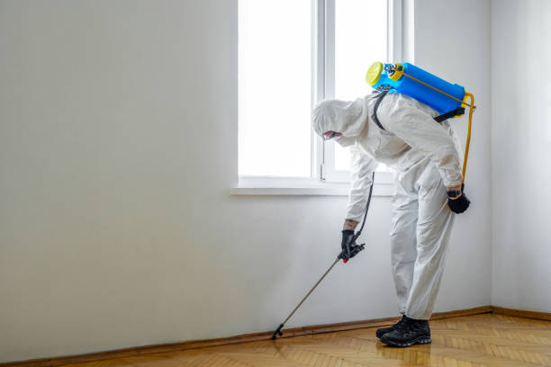 Best Wasp Removal Services  in Hawaiian Gardens, CA