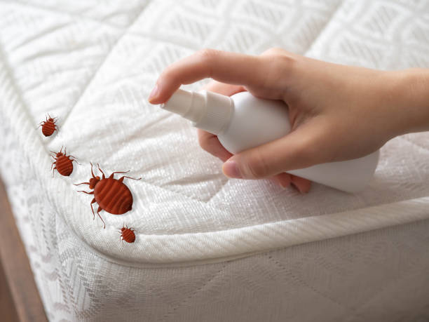 Best Pest Prevention Services  in Hawaiian Gardens, CA