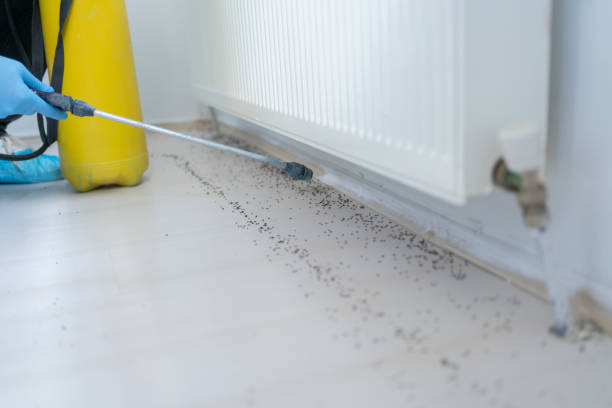 Best Termite Control Services  in Hawaiian Gardens, CA