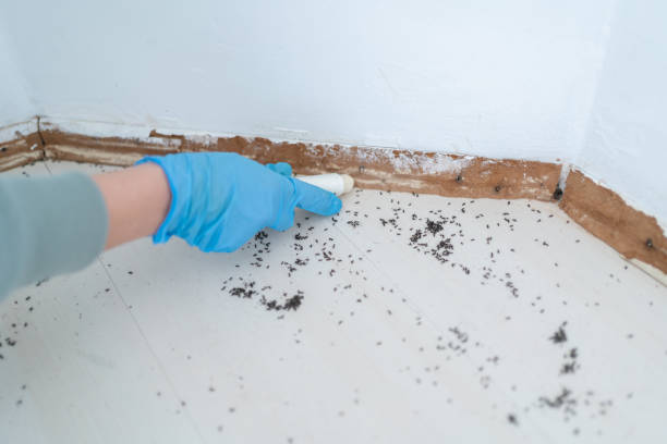 Best Exterminator Services  in Hawaiian Gardens, CA